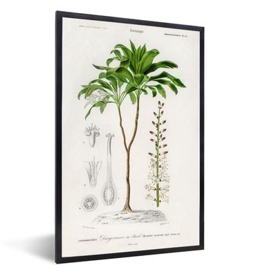 Poster - 20x30 cm - Pflanze - Jahrgang - Botanica