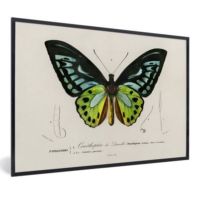 Poster - 60x40 cm - Schmetterling - Vintage - Insekten