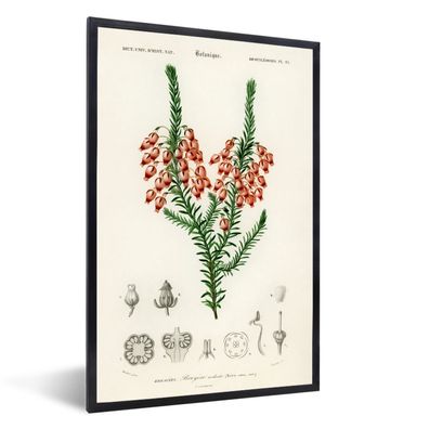 Poster - 60x90 cm - Pflanze - Blume - Botanik