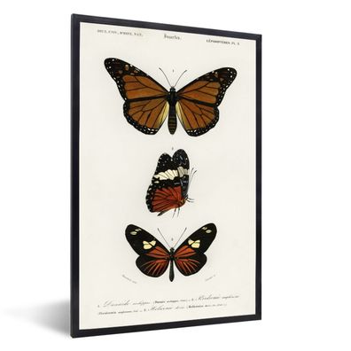 Poster - 40x60 cm - Schmetterling - Vintage - Insekten