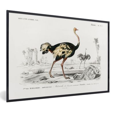 Poster - 60x40 cm - Vintage - Strauß - Vogel