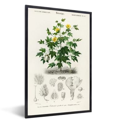 Poster - 60x90 cm - Pflanze - Blume - Botanik