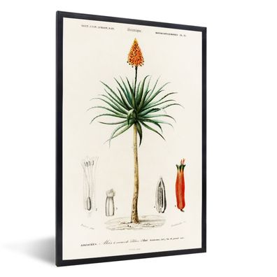 Poster - 20x30 cm - Pflanze - Jahrgang - Botanica
