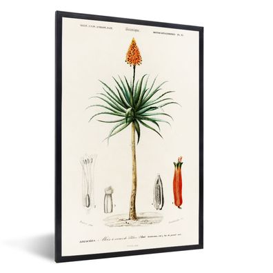 Poster - 60x90 cm - Pflanze - Jahrgang - Botanica