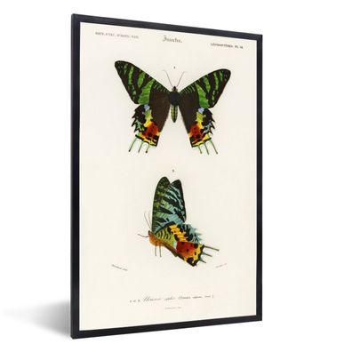 Poster - 60x90 cm - Schmetterling - Vintage - Insekten