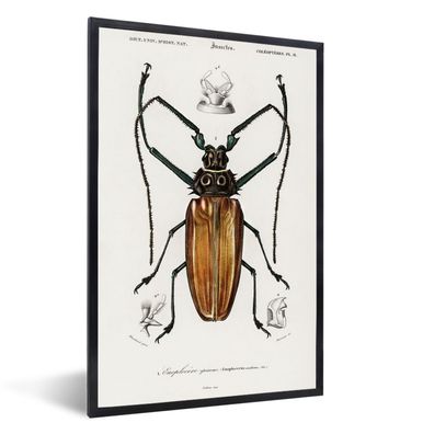 Poster - 60x90 cm - Jahrgang - Käfer - Insekten
