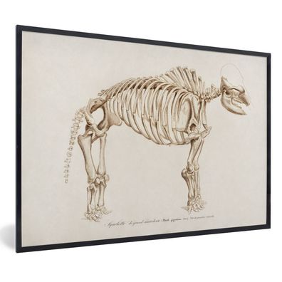 Poster - 60x40 cm - Skelett - Jahrgang - Mammut