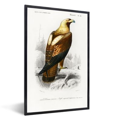 Poster - 40x60 cm - Vogel - Jahrgang - Adler