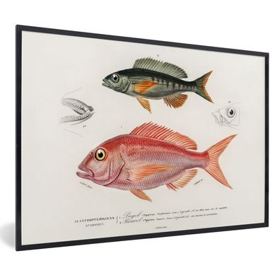 Poster - 90x60 cm - Fisch - Vintage - Farbe