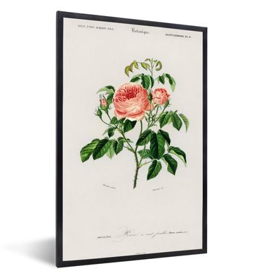 Poster - 20x30 cm - Rose - Jahrgang - Botanica