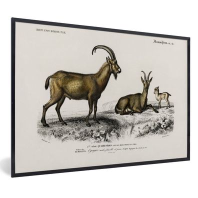 Poster - 90x60 cm - Ziege - Vintage - Tier