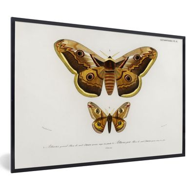 Poster - 90x60 cm - Insekten - Vintage - Realismus