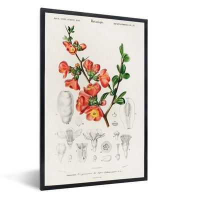 Poster - 20x30 cm - Pflanze - Jahrgang - Botanica