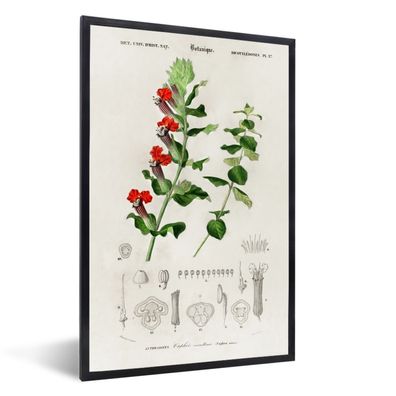 Poster - 20x30 cm - Pflanze - Jahrgang - Botanica