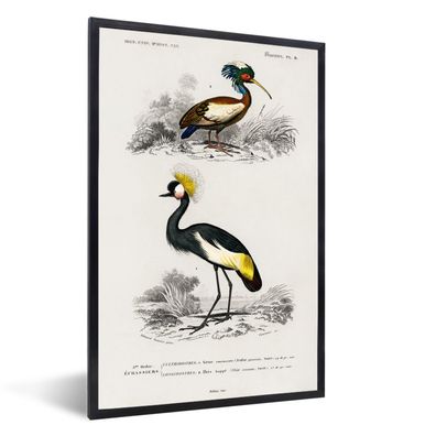 Poster - 40x60 cm - Vogel - Jahrgang - Kranich