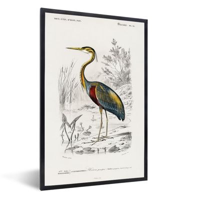 Poster - 40x60 cm - Vogel - Vintage - Reiher
