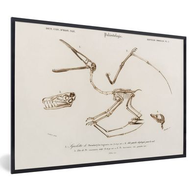 Poster - 90x60 cm - Dinosaurier - Vintage - Knochen