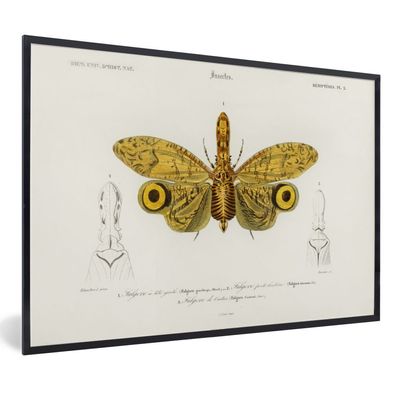 Poster - 90x60 cm - Schmetterling - Vintage - Insekten