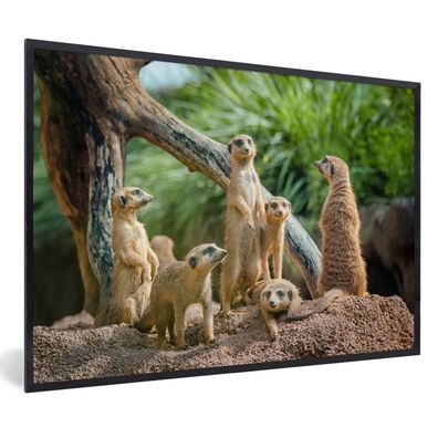 Poster - 90x60 cm - Erdmännchen - Familie - Tiere