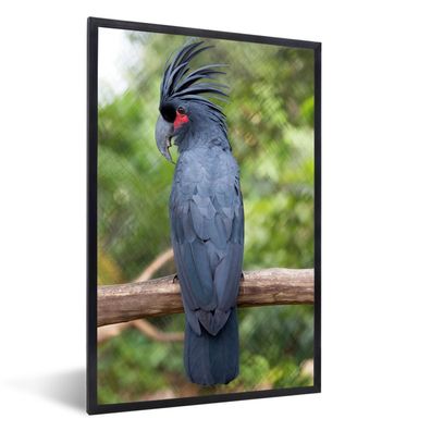 Poster - 60x90 cm - Ein schwarzer Kakadu auf einem Ast