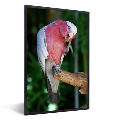 Poster - 60x90 cm - Roter Kakadu auf einem Holzast