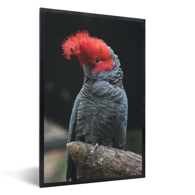 Poster - 20x30 cm - Farbiger Kakadu auf einem Ast