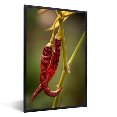 Poster - 60x90 cm - Ein Paar hängende rote Cayenne-Paprika