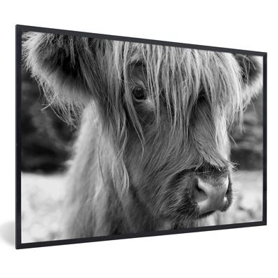 Poster - 90x60 cm - Nahaufnahme Scottish Highlander Kalb - schwarz und weiß