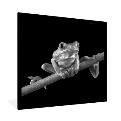 Poster - 40x40 cm - Frosch - schwarz und weiß