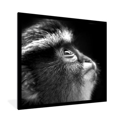 Poster - 40x40 cm - Affe - schwarz und weiß