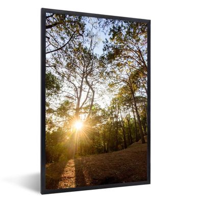 Poster - 60x90 cm - Die Sonne geht zwischen den Bäumen im Wald des Nationalparks