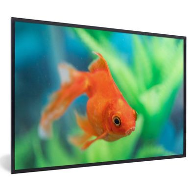 Poster - 90x60 cm - Goldfisch in einem Süßwasseraquarium