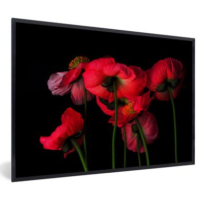 Poster - 60x40 cm - Die isländischen Mohnblumen auf einem schwarzen Hintergrund