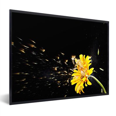 Poster - 80x60 cm - Eine orangefarbene Gerbera-Blume auf einem schwarzen