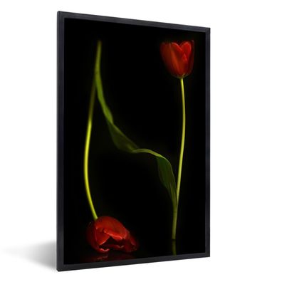 Poster - 40x60 cm - Zwei rote Tulpen auf einem schwarzen Hintergrund