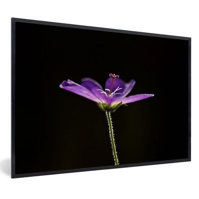 Poster - 90x60 cm - Eine lila Geranie auf einem schwarzen Hintergrund