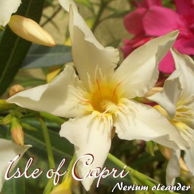 Oleander "Isle of Capri" - Nerium oleander - Größe C03