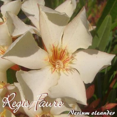 Oleander "Regis Faure" - Nerium oleander - Größe C03