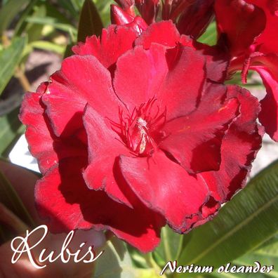 Oleander "Rubis" - Nerium oleander - Größe C03
