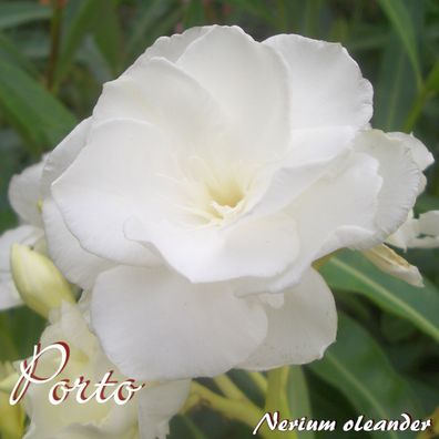Oleander "Porto" - Nerium oleander - Größe C15
