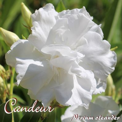 Oleander "Candeur" - Nerium oleander - Größe C15