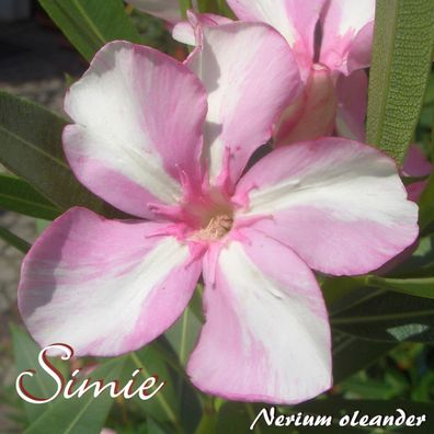 Oleander "Simie" - Nerium oleander - Größe C03
