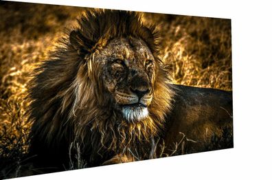 MagicCanvasArt Leinwand Tier Löwen Bilder Nr 3020 - Hochwertiger Kunstdruck