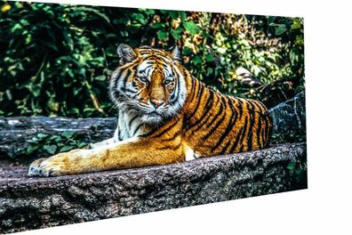 MagicCanvasArt Leinwand Tier Tiger Natur Bilder - Hochwertiger Kunstdruck