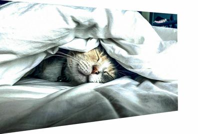 Leinwand Tier Katzen Baby Katze Haustier Bilder - Hochwertiger Kunstdruck