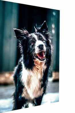 MagicCanvasArt Leinwand Hunde Tier Tierfreunde Bilder - Hochwertiger Kunstdruck