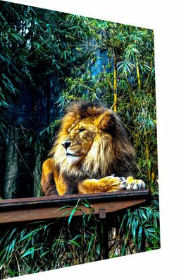MagicCanvasArt Leinwand Löwen Tier Natur Bilder - Hochwertiger Kunstdruck