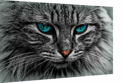Leinwand Bilder Wandbilder Tiere Katzen Haustiere - Hochwertiger Kunstdruck