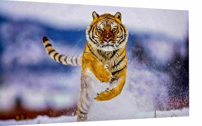 Leinwand Bilder Wandbilder Tiere Tiger Wildtiere - Hochwertiger Kunstdruck