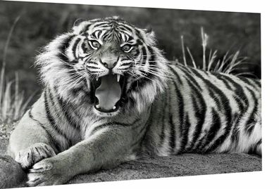 Leinwand Bilder Tiger Wildtiere Tiere Wandbilder - Hochwertiger Kunstdruck
